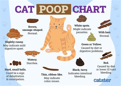 cat leaks poop|Why Is My Catʼs Anus Leaking Poop – [Vet Explains Pets]